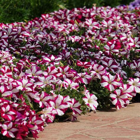 50 Trailing Petunia Double Mix Seeds Welldales
