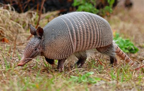 Armadillos Blamed For Giving People Leprosy In Florida