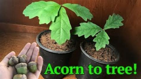 How To Grow A White Oak Tree From Acornseed Youtube