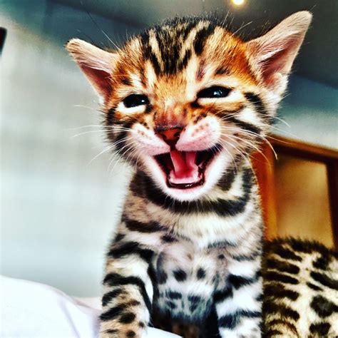 1,670 bengal cat products are offered for sale by suppliers on alibaba.com, of which stuffed & plush animal accounts for 1%, brushes accounts for 1%, and sculptures accounts for 1%. New Bellator Bengal Kittens, one boy available | Cheadle ...