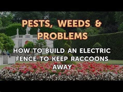 Electric fencing for raccoons raccoons are not really wild animals. How to Build an Electric Fence to Keep Raccoons Away - YouTube