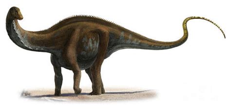 Its fossil remains are found in north america and europe. A Dinosaur A Day · Apatosaurus ajax, A. louisae