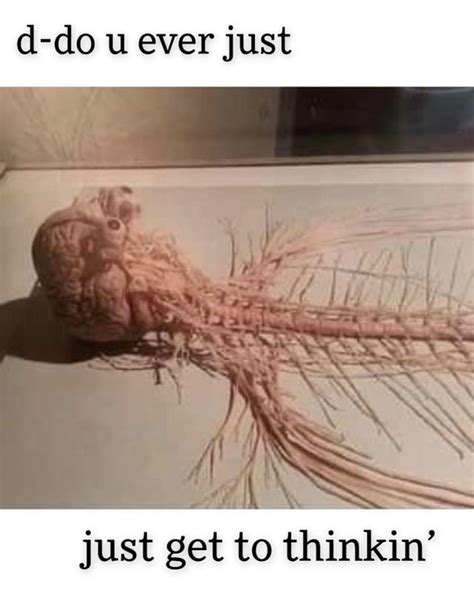 My Nervous System Rmemes