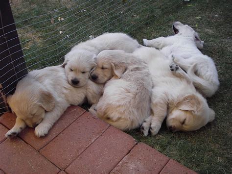 Having a pile of puppies in our house brought such delight and lightness to our family. Pile of Puppies | Flickr - Photo Sharing!