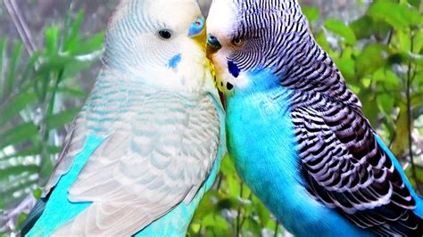 Cute Birds Kissing Funny Animals Compilation Youtube