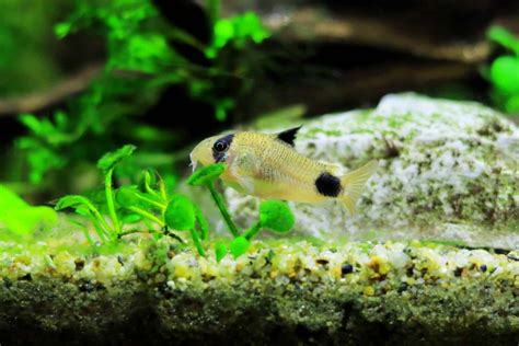 Do Cory Catfish Eat Algae Read Our Article To Find Out