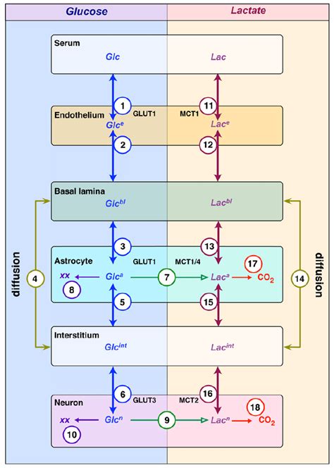 Compartment Model For Glucose Transport And Metabolism In