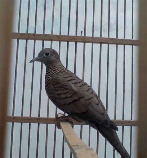 Oleh awal nur yulianto diposting pada 11/05/2020. JUAL KUTUT: Jual Burung Perkutut Hitam Daringan Kebak ...