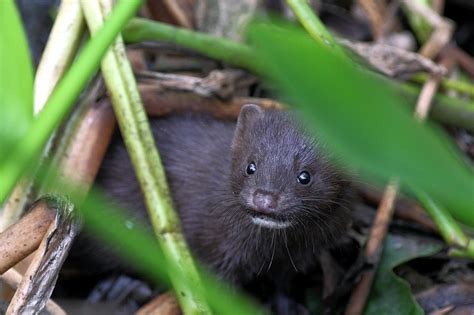 Fundraiser By Jay Staton Rare Everglades Mink Project