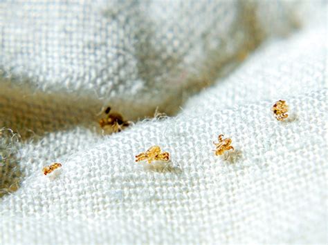How To Get Rid Of Lice On Bed Sheets Bed Western