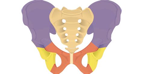 Hip Bone Anatomy - Anterior Markings
