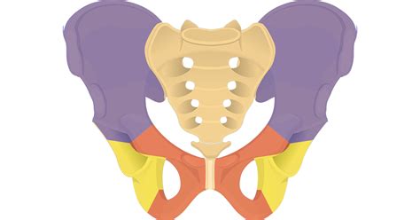 Hip Bone Anatomy - Anterior Markings