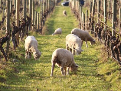 Integrating Sheep Onto Vineyards
