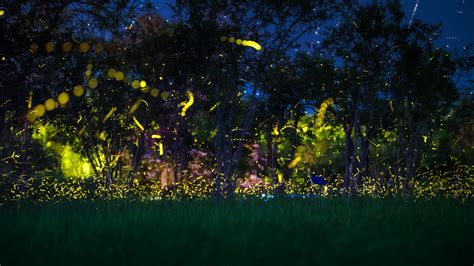 Twinkling Fireflies Create Beautiful Scenery In Xishuangbanna Tropical