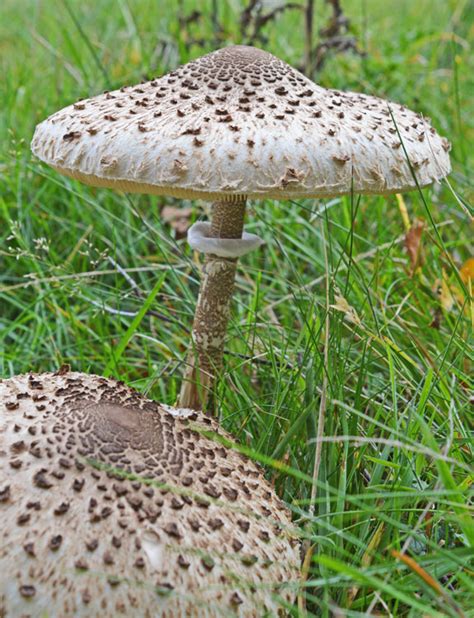 Parasol Mushroom Macrolepiota Procera The Mushroom Diary Uk Wild