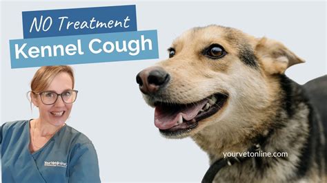 Kennel Cough In Dogs No Treatment Your Vet Online Youtube