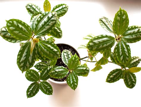 Aluminum Plant Care How To Grow And Care For “pilea Cadierei”
