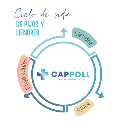 Ciclo De Vida Del Piojo Y Las Liendres Cappoll