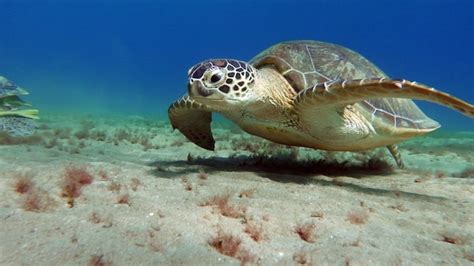 Premium Photo Big Green Turtle On The Reefs Of The Red Sea Green