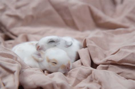 When Do Baby Rabbits Get Fur? - Every Bunny Welcome