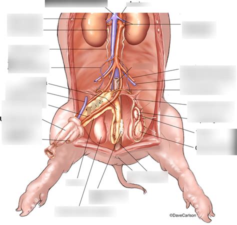 Fetal Pig Anatomy Male Reproductive Organs Diagram Quizlet