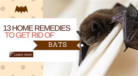 Home Remedies To Get Rid Of Bats Property And Real Estate For Rent