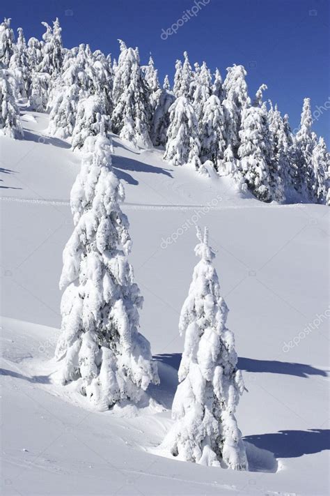 Snow Covered Pine Trees On Mountain Side ⬇ Stock Photo