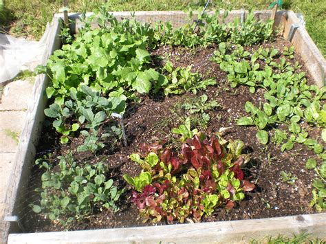 Square Foot Gardening | Box 1 has spinach, salads, kale, bro… | Flickr