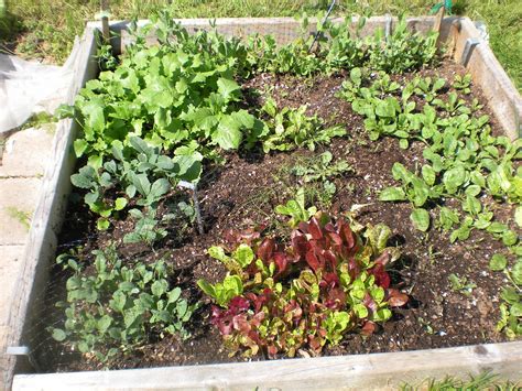 Square Foot Gardening Box 1 Has Spinach Salads Kale Bro Flickr