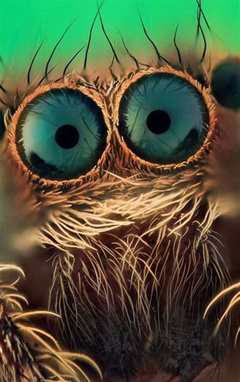 40 Beautiful Pictures Of Animals Macro Photography