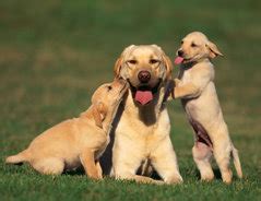 What could you possibly want to know about me? Golden Retriever Kurzhaar - Haltungshinweise
