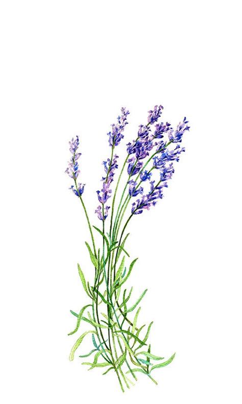 A drawing is a composite of the artist's experience. scientific illustration is as much an art form as it is a technical. Lavender Print, Botanical Illustration, Watercolor ...