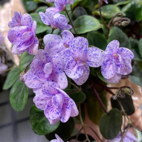 Another Happy Trailing African Violet In A Conch Shell Rafricanviolets