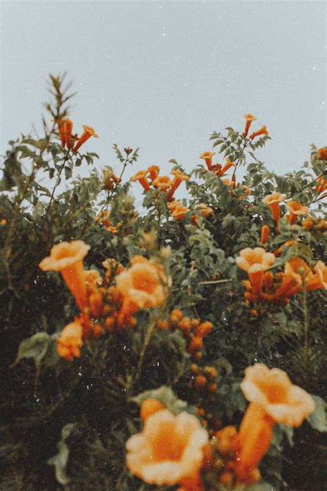 Also directly related to the angelcore and animecore aesthetics. Sfondi Aesthetic Pinterest Fiori | Sfonditu