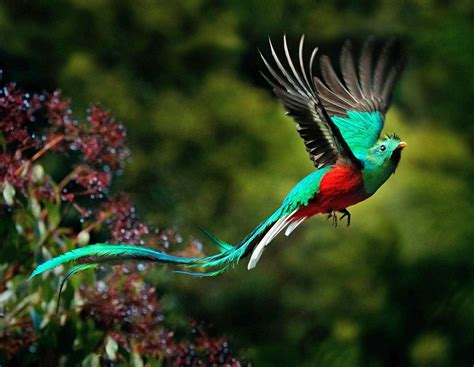 17 Most Beautiful Birds In Costa Rica Guide Photos Sand In My Suitcase