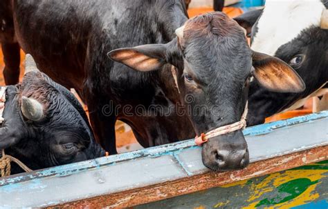 Close Up Headshot Of Domestic Cows On A Cow Transport Boat Stock Photo