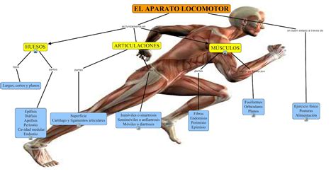 El Aparato Locomotor Coggle Diagram Gambaran