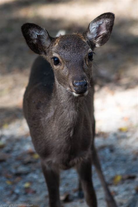 Japanese Sika Deer At Virginia Safari Park Jim Edmondson Flickr