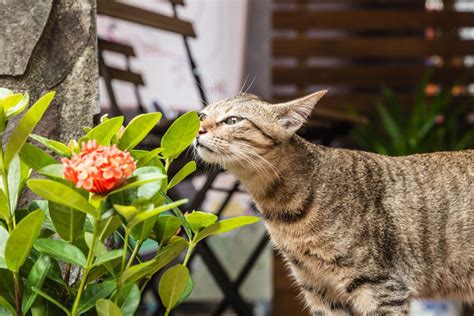 Plant stores and garden centers usually don't list whether plants are cat safe, leaving you to figure it out yourself. How to keep your cat from killing your plants | Cottage Life