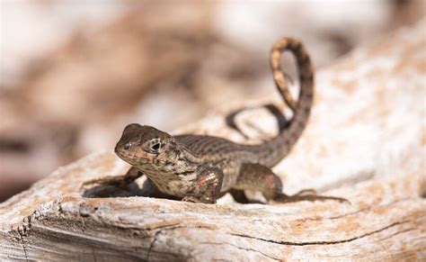 Meet The Curly Tail Lizard That Will Eat Almost Anything