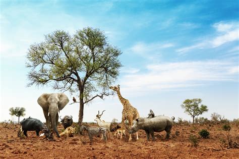 They're the subjects of most nature documentaries, popular in zoos and shows, and there are lots of safari. African Safari Animals Meeting Together Around Tree Stock ...