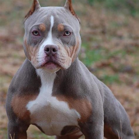 I have some pit bull puppies for sale. LILAC TRI COLORED AMERICAN BULLY PUPPIES FOR SALE ...