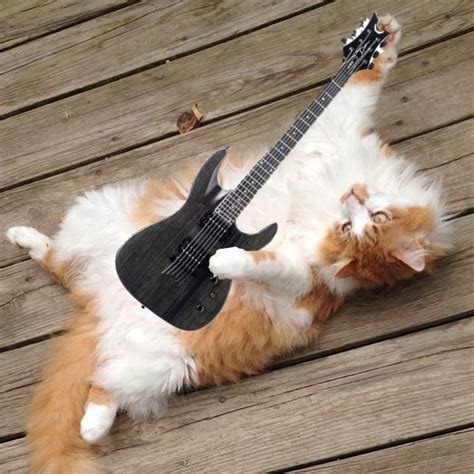 My Cat Playing The Guitar Jouer De La Guitare Chat