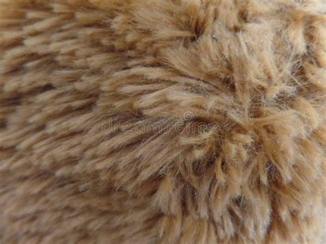 726 Teddy Bear Fur Texture Stock Photos Free And Royalty Free Stock