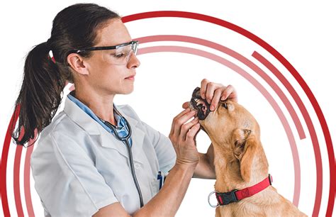 Dental Consulting Midwestern Veterinary Dentistry