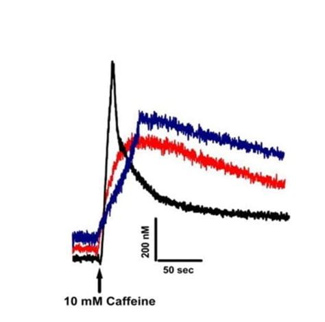 Intracellular Calcium Measurements The Marco Brotto Laboratory The