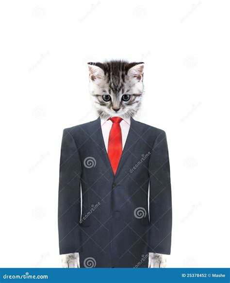 Cat In A Suit Stock Photo Image Of Working Business 25378452