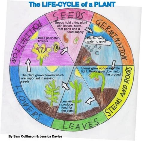 Life Cycle Of A Plant Elizabethsmuts The Life Cycle Of The Plant