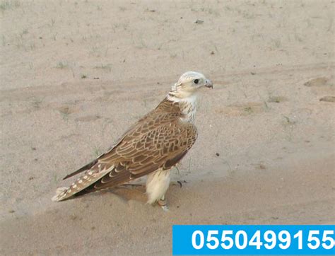 فیلم مستند دیدنی جنگ و شکار شیرها و حیوانات حیات وحش افریقا. جير شاهين من النمسا