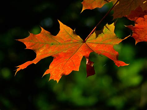 Selective Focus Photograph Of Maple Leaf Hd Wallpaper Wallpaper Flare